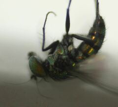 Condylostylus mundus