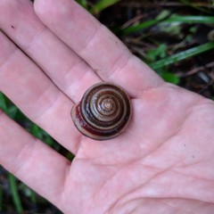 Karaftohelix maackii