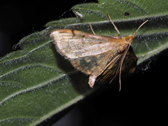 Anania verbascalis