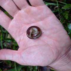 Karaftohelix maackii