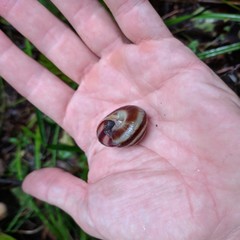 Karaftohelix maackii