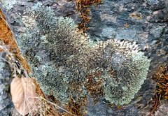 Xanthoparmelia stenophylla