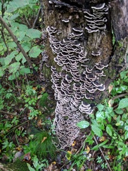 Trametes
