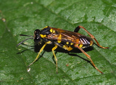 Macrophya postica