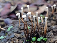 Poronia pileiformis