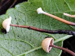 Poronia pileiformis