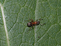 Formica cinerea