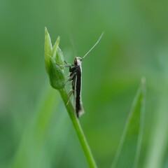 Macrenches eurybatis