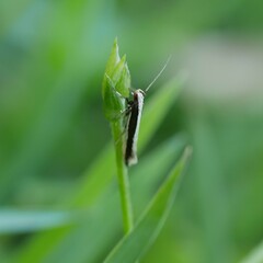 Macrenches eurybatis