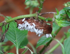 Cotesia congregata