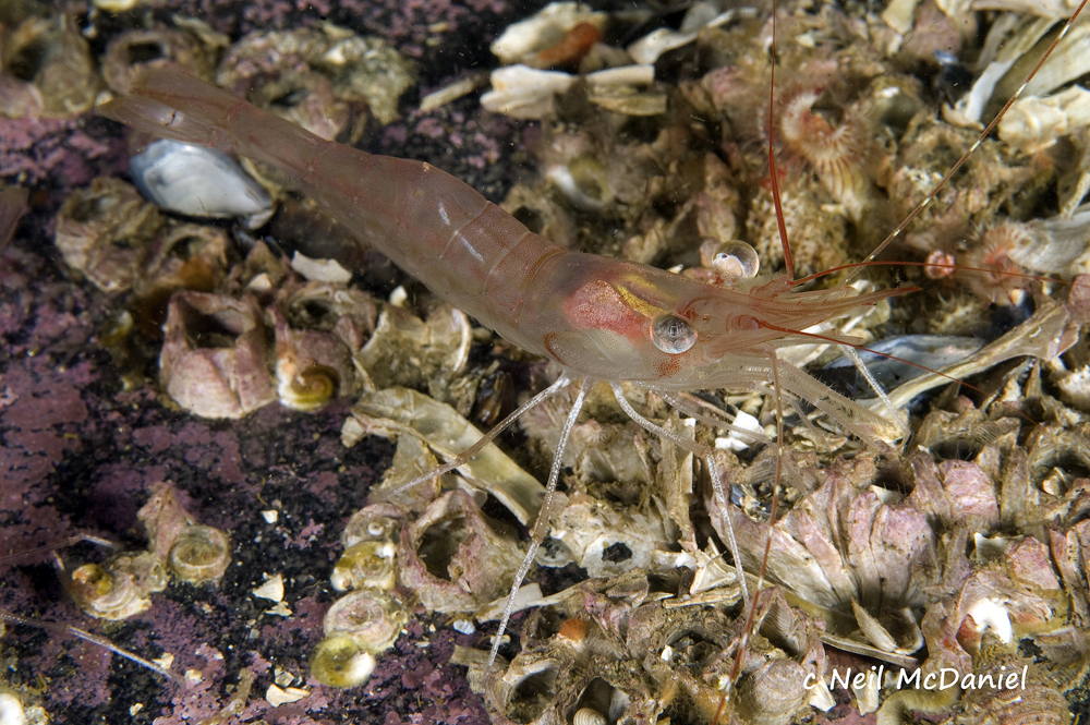 Alaskan Pink Shrimp