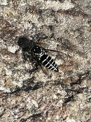 Bicyrtes discisus