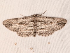 Iridopsis obliquaria