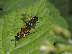 Macrophya postica
