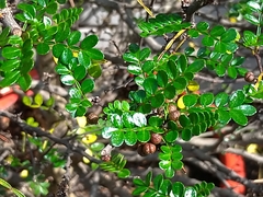 Zanthoxylum beecheyanum