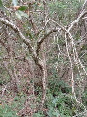 Quercus eduardii