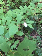 Symphoricarpos