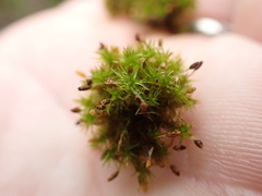 Orthotrichum columbicum