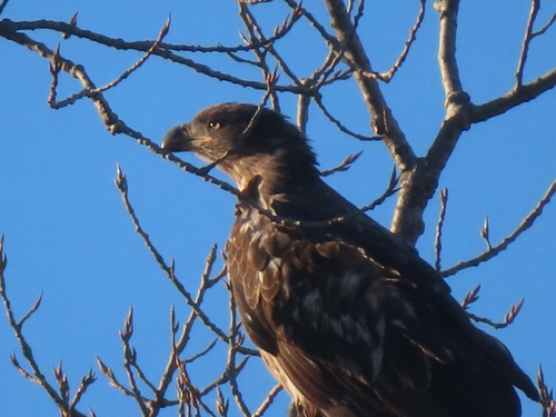 Bald Eagle photographed in Kentucky