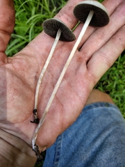 Panaeolus cyanescens