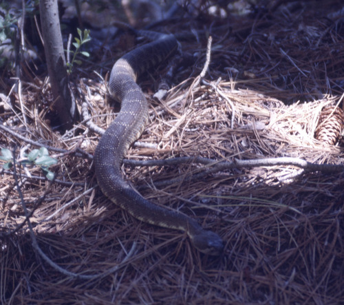 iNaturalist observation photo of Northern Pacific Rattlesnake
