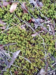 Tortella squarrosa