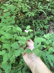 Symphoricarpos