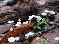 Collybiopsis quercophila