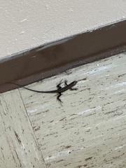 Pholidoscelis exsul
