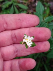 Lantana achyranthifolia