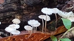 Collybiopsis quercophila