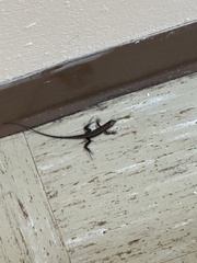 Pholidoscelis exsul