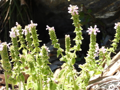 Stachys grandidentata