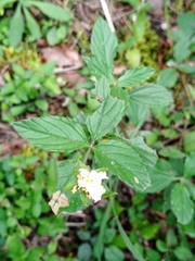 Lantana achyranthifolia