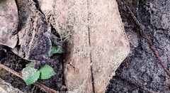 Anaxyrus terrestris