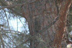 Sphyrapicus thyroideus