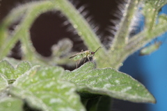Engytatus modestus