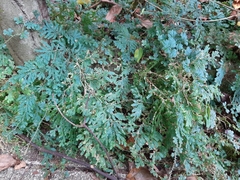 Selaginella uncinata