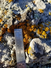 Polycauliona candelaria