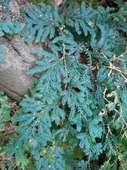 Selaginella uncinata
