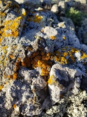 Polycauliona candelaria