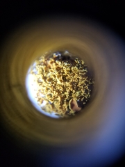 Polycauliona candelaria