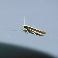 Macrenches eurybatis