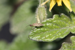 Engytatus modestus
