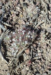 Polemoniaceae