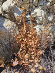 Roldana sessilifolia