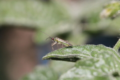 Engytatus modestus
