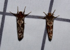 Korscheltellus gracilis