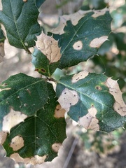 Phytophthora ramorum