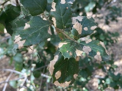 Phytophthora ramorum